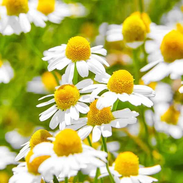 Seedability Annuals - Enhanced Hi-colour Mix - Image 3