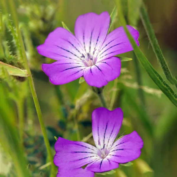 Seedability Annuals - Enhanced Hi-colour Mix - Image 4