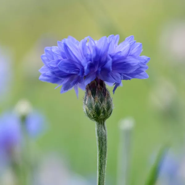 Seedability Annuals - Enhanced Hi-colour Mix - Image 5
