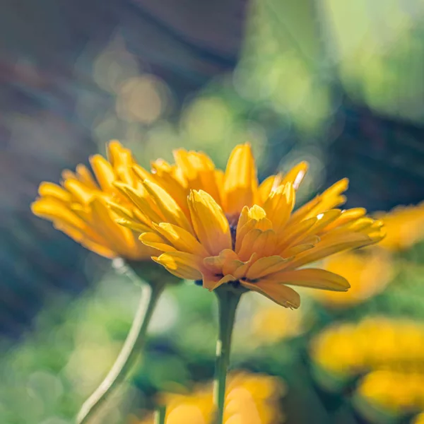 Seedability Annuals - Enhanced Hi-colour Mix - Image 6